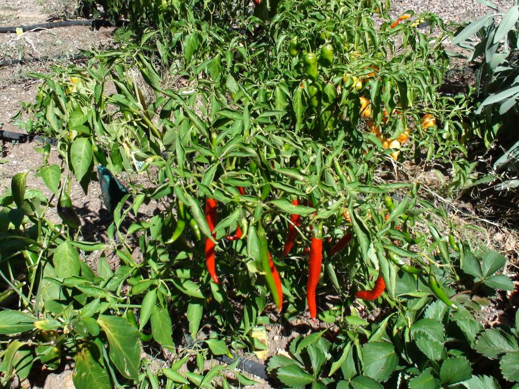 How to plant warm weather vegetables How To Grow Chili Peppers?
